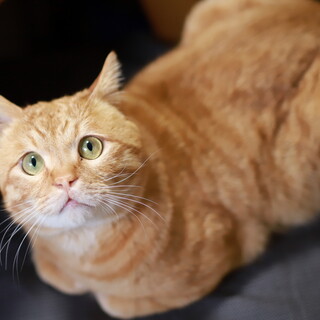 スコティッシュ風の茶トラ