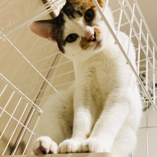 本当は甘えたいツンデレお嬢様♬みーちゃん