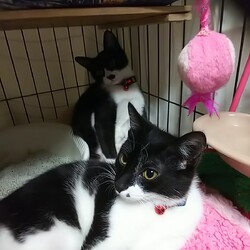 「2/21市川市地域猫活動団体ウイング譲渡会開催」サムネイル2