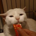 耳が不自由、サクラ猫
