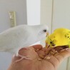 おやつタイム