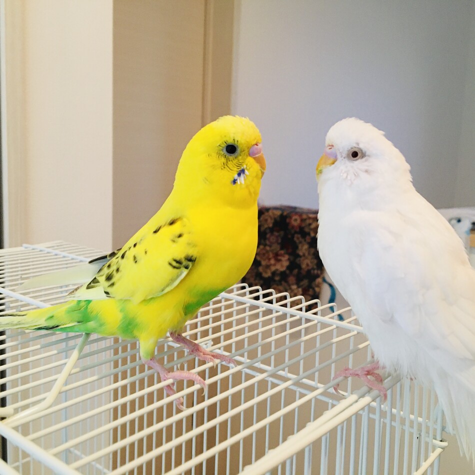 きみ しろみのカバー写真