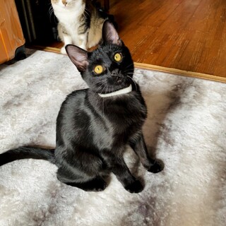 【まっくろツヤツヤ】おヒゲだけ白いいのすけくん