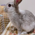 ミニうさぎの男の子です