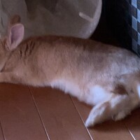 モコ