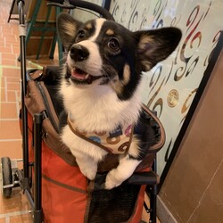 ドッグカートデビュ〜✨