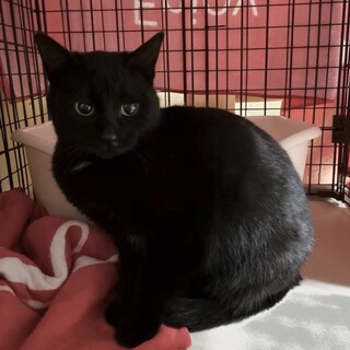 生後4ヵ月の可愛い黒猫さん♀