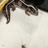 カニコウ