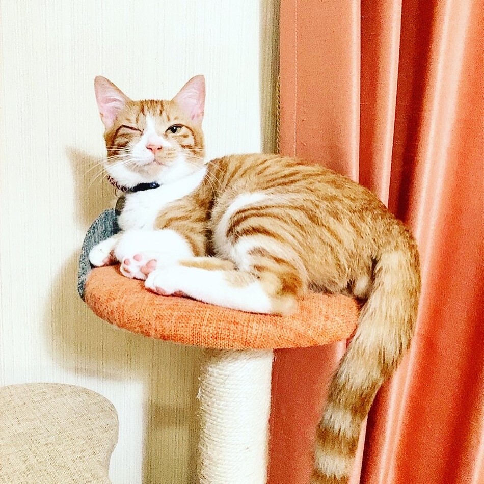 ハコベのカバー写真
