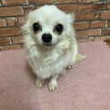 チワワ　トールちゃん　里親募集中