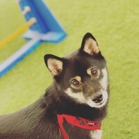 高橋さくら