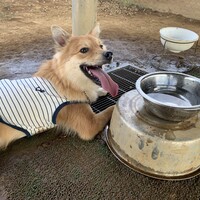 ベル