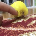 交渉中につき、募集を締め切ります