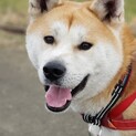まだまだお子様秋田犬「泰-タイ」くん