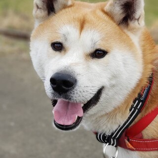 まだまだお子様秋田犬「泰-タイ」くん