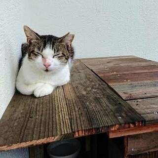 おっとりサバ白のサクラネコただいま保護中