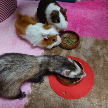 みんなでごはん♪