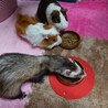 みんなでごはん♪