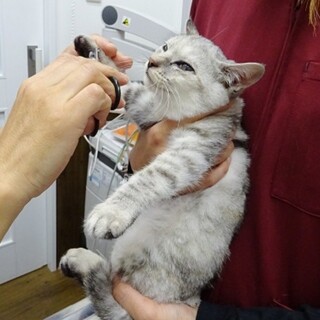 空腹に耐えた子猫☆生後４か月