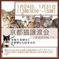 ねこの譲渡会＠京都 サムネイル1