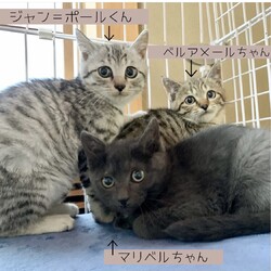 ねこの譲渡会＠京都 サムネイル2