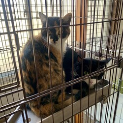 ねこの譲渡会＠京都 サムネイル3