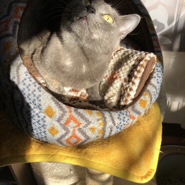 寒い冬はお家に入って日向ぼっこ！