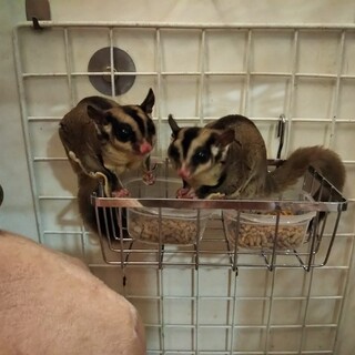 フクロモモンガ ♀ 2匹