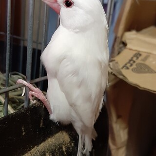 文鳥2羽里親募集