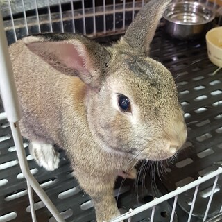 ミニうさぎ里親募集