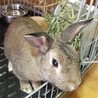 ミニうさぎ里親募集 サムネイル2
