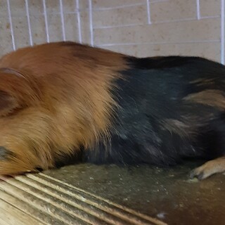 モルモット男の子里親募集