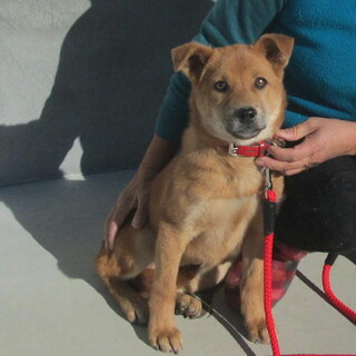 不妊手術済・小ぶり予想のメス子犬