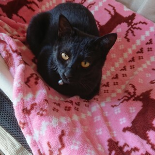 元気いっぱいの黒猫♂２匹です！