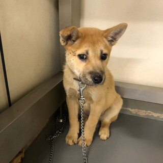 まだ人が怖い野犬子犬、ふうすけ君