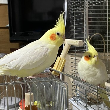 放鳥すると駆け寄るニ羽。
