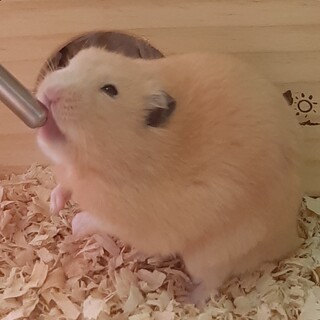 キンクマハムスター里親募集