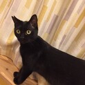 レモン猫の「ポパイ」