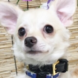 保護犬ナンバーＤ１４５７　チワワ