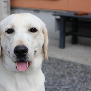 ※大型犬飼育経験者 ※茨城県内在住の方のみ