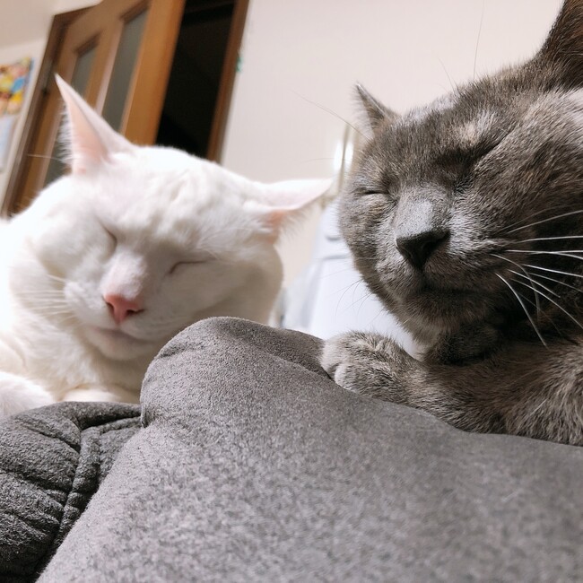 ミサキング0215のカバー写真