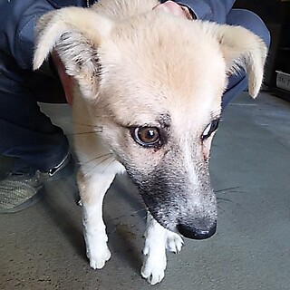 まだまだ臆病な子犬・・よろしくお願いします！！