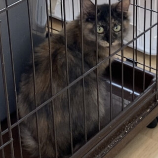 生後約5ヶ月　ひめちゃん