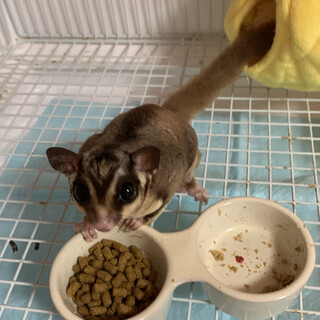 好奇心高いオスです