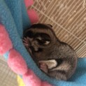 フクロモモンガメスです