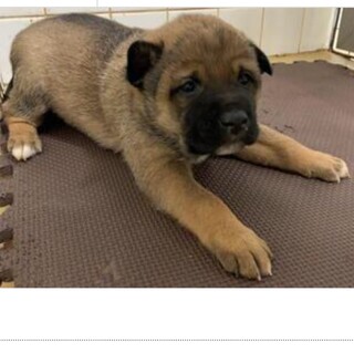 里親決定しました。