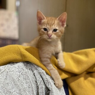 10月生まれの８つ子兄妹　ラーグ♂