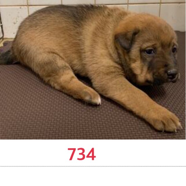 里親決定しました。 サムネイル3