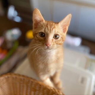 10月生まれの８つ子兄妹　ソエル♂