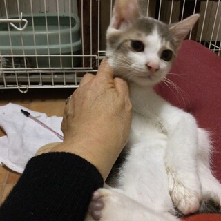 毛足の長い ホノ君 3ヶ月男の子 (さくら猫)
